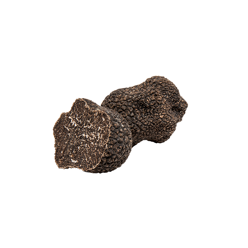 Tuber Melanosporum ou Truffe du Périgord