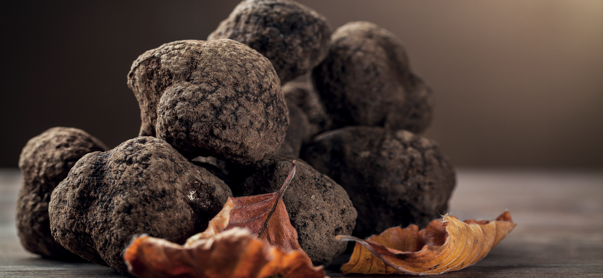 Truffes noires Tuber Melanosporum Richerenches